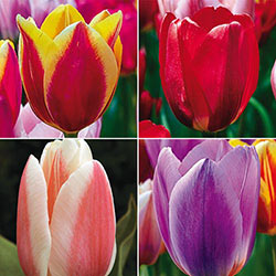 Forever Spring Tulip Collection