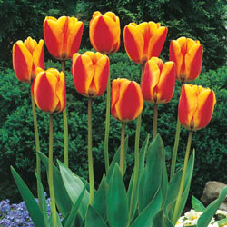 Jumbo Perennial Tulip Collection