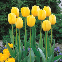 Jumbo Perennial Tulip Collection