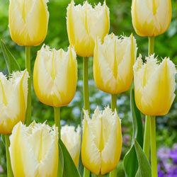 Lemon Beauty Tulip