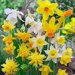 Dwarf Daffodil Mixture