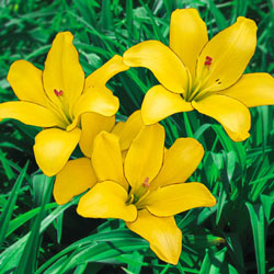Yellow Cocotte Lily