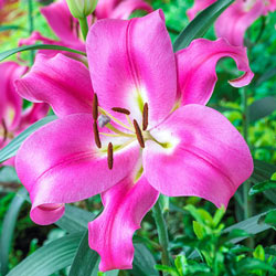 Great Expectations Lily Tree Collection
