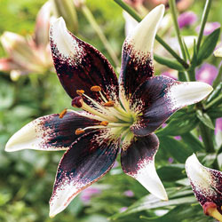 Dynamic Asiatic Lily Collection