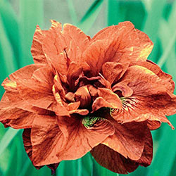 Siberian Iris Rigamarole