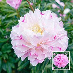 Bella Donna Peony