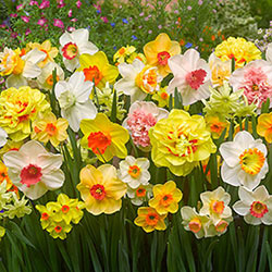Technicolour Daffodil Mixture