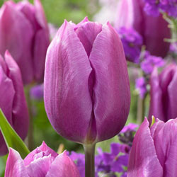 Blue Beauty Tulip