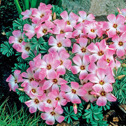 Buy Pink Buttercup, Spring Bulbs