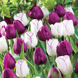 Purple Majesty Duet Tulip