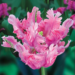 Parrot Pink Vision Tulip