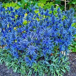 Beachside Blue Sea Holly Super Sak®