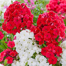Fire and Ice Phlox Duet