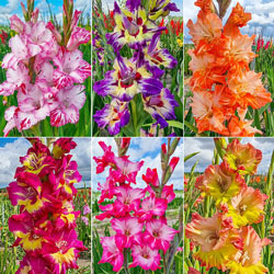 Festival of Colours Gladiolus Collection