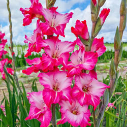 Festival of Colours Gladiolus Collection