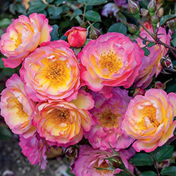 Rainbow Happy Trails Groundcover Rose