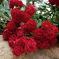  Red Ribbons Groundcover Rose