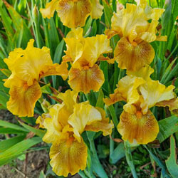 Save the Bees Bearded Iris