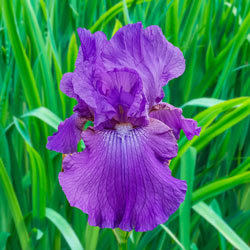 Dashing Reblooming Bearded Iris