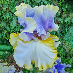 Easter Charm Bearded Iris