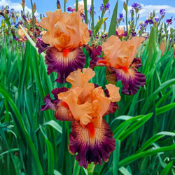 Easy to Love Bearded Iris