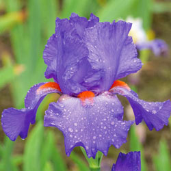 Hole in One Bearded Iris