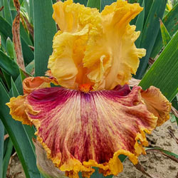 Italian Master Bearded Iris