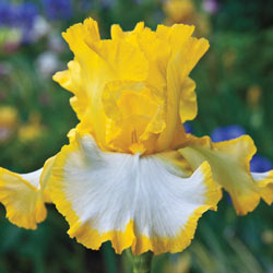 Its Magic Bearded Iris