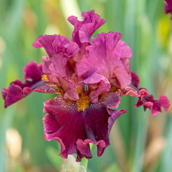 Obsessed Bearded Iris