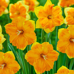 Outright Orange Daffodil
