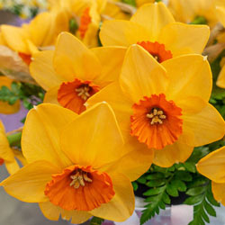 Pumpkin Spice Daffodil