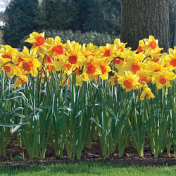 Amazing Naturalizing Daffodil Collection
