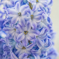 Aqua Hyacinth