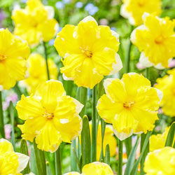 Belcanto Daffodil