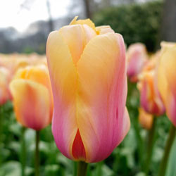 Blushing Impression Tulip