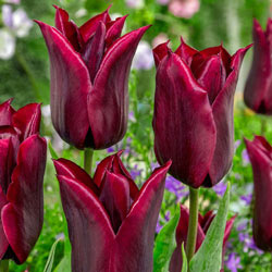 Lasting Love Tulip