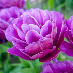 WOW! Peony-Flowering Tulip Collection