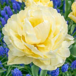 WOW! Peony-Flowering Tulip Collection