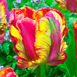 WOW! Parrot Tulip Collection