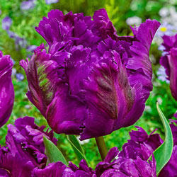WOW! Parrot Tulip Collection