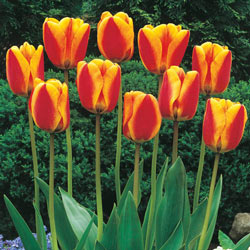 WOW! Perennial Tulip Collection