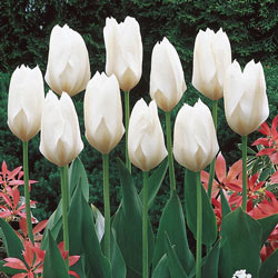 WOW! Perennial Tulip Collection