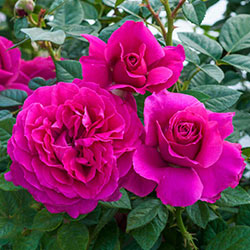 Pretty Lady Rose Downton Abbey Hybrid Tea Rose