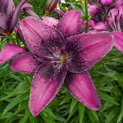 Purple Dream Lily