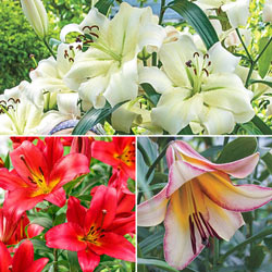 Sunrise Summit Lily Tree Collection