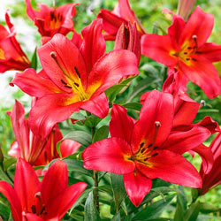 Sunrise Summit Lily Tree Collection
