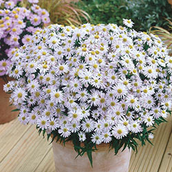 Daisy Aster Collection