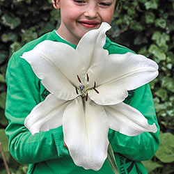  Big Brother Oriental Lily