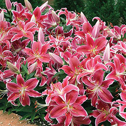 Starlight Express Oriental Carpet Border Lily