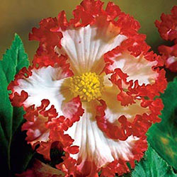 White-Red Crispa Marginata Begonia
